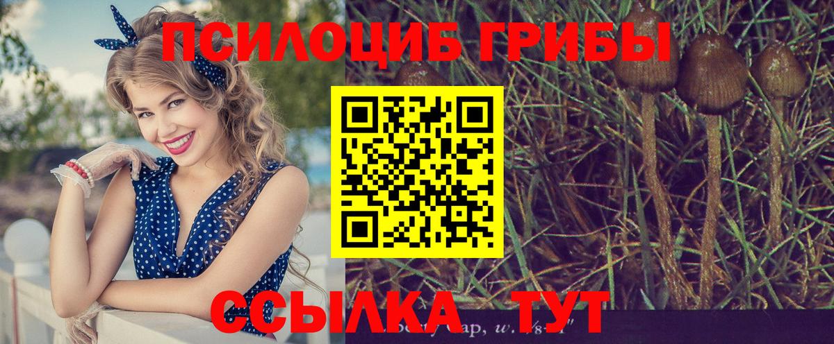 Псилоцибиновые грибы Cubensis Полевской